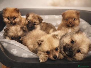 Pomeranian dogs 6 Adorable Mini/Tiny/ Fluffy Pomeranian Puppies - Advert 18