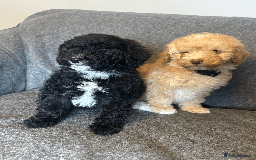 Toy Poodle dogs for sale: 2 Male Pure Toy Poodle Pups - Image 8