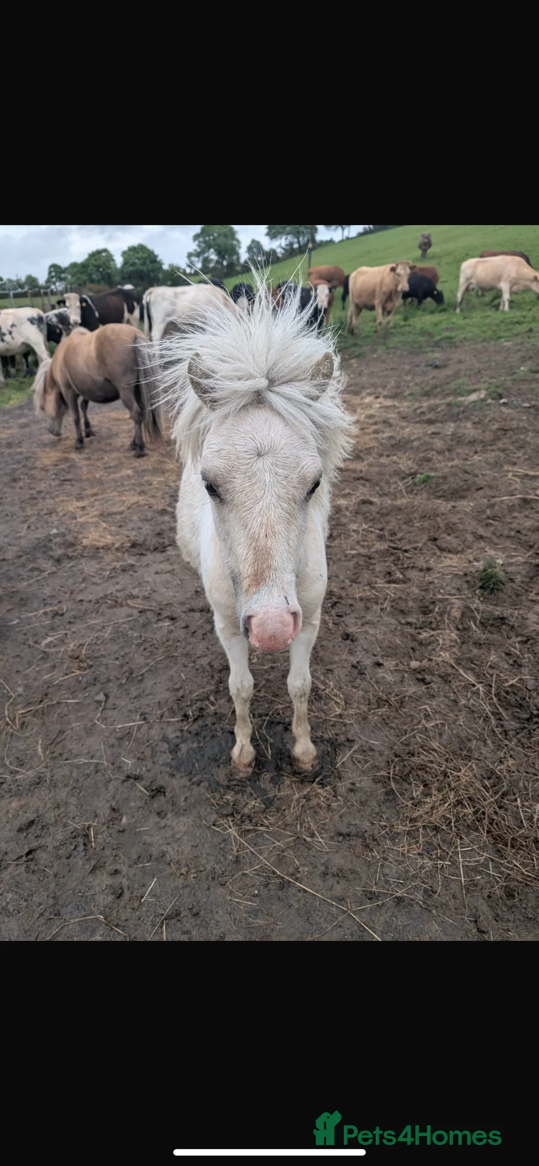 Miniature horses for sale: 2 Pali & white mini Shetlands  - Advert 13