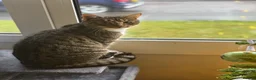 Domestic Shorthair cats for sale: 3 year old outdoor tabby looking for new home   in Lanark - Advert 7
