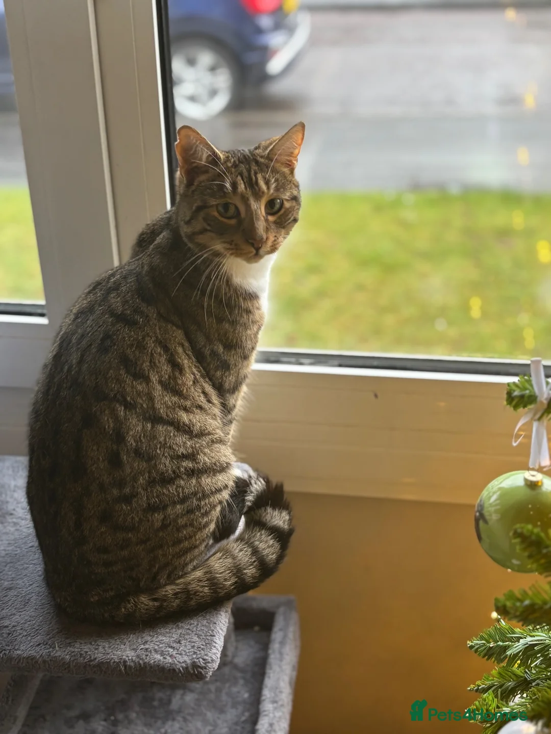 Domestic Shorthair cats for sale: 3 year old outdoor tabby looking for new home   in Lanark - Advert 7