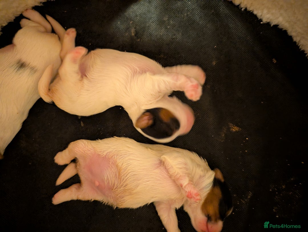 Biewer Terrier dogs for sale: Biewer - Image 13