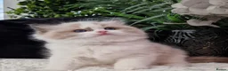 Ragdoll cats for sale: 💙🐈🏆✨️Exclusive Ragdoll kittens✨️Champions lines - Advert 4