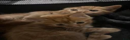 Domestic Shorthair cats for sale:  Meet Our 3 Adorable Ginger Boy Kittens 🧡 - Advert 6