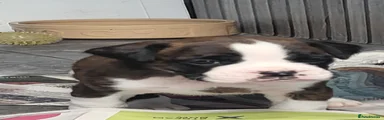 Boxer 3