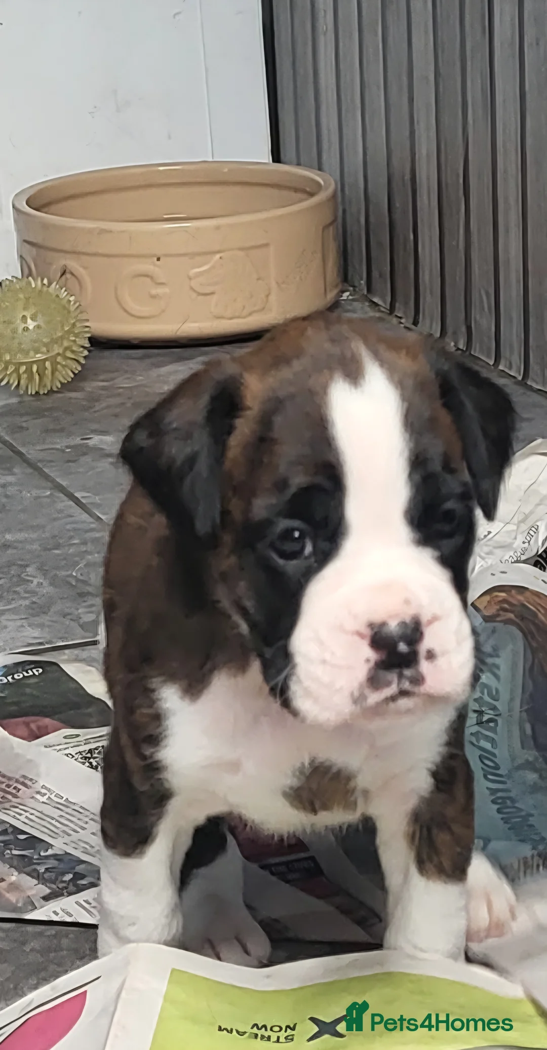 Boxer dogs for sale: Kc registered Boxer puppies  - Advert 2