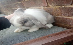 Mixed Breed rabbits for sale: Beautiful rabbits - Advert 4