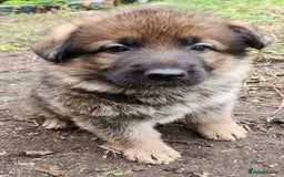 German Shepherd dogs for sale: KC reg German Shepherd Puppies - Family dogs - Image 22