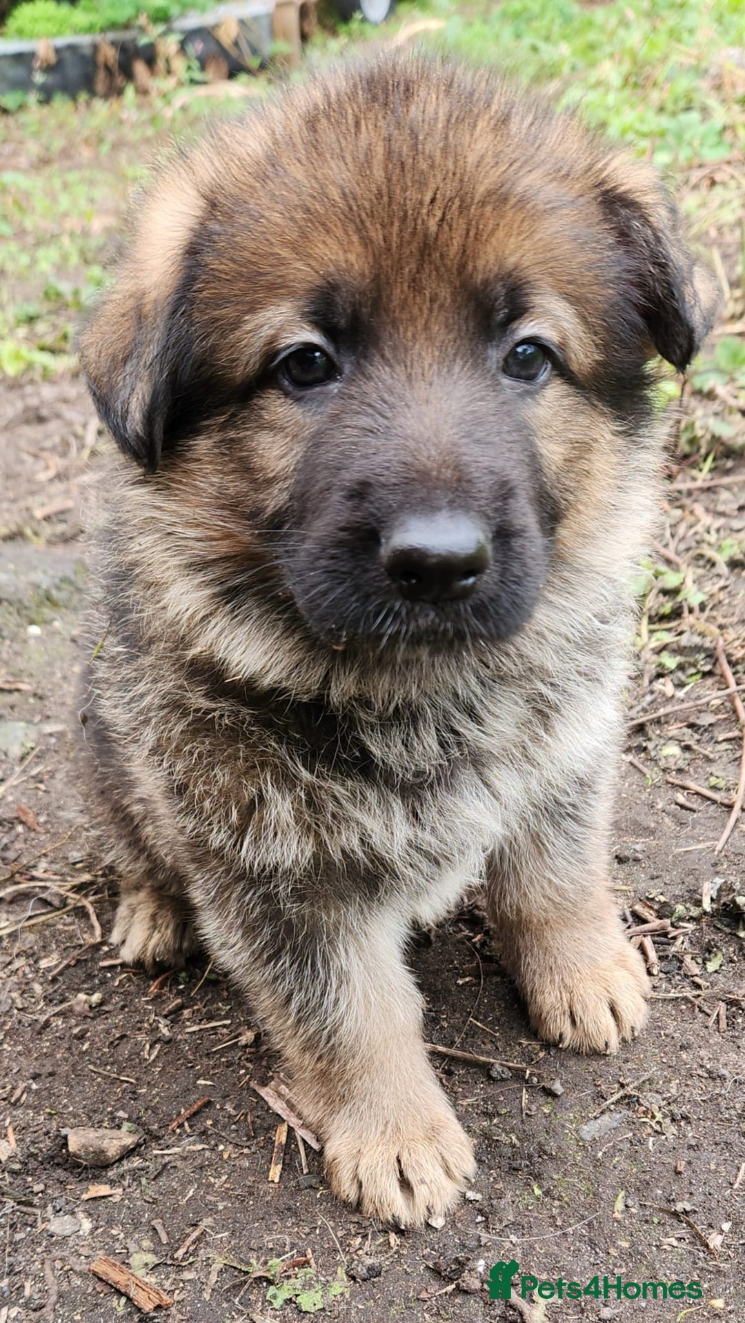 German Shepherd dogs for sale: KC reg German Shepherd Puppies - Family dogs - Image 22