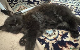 Mixed Breed cats for sale: Fluffy black kitten  - Image 3