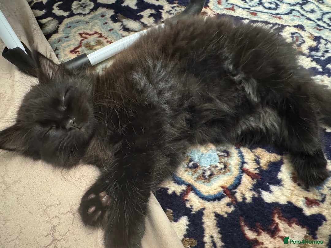 Mixed Breed cats for sale: Fluffy black kitten  - Image 3