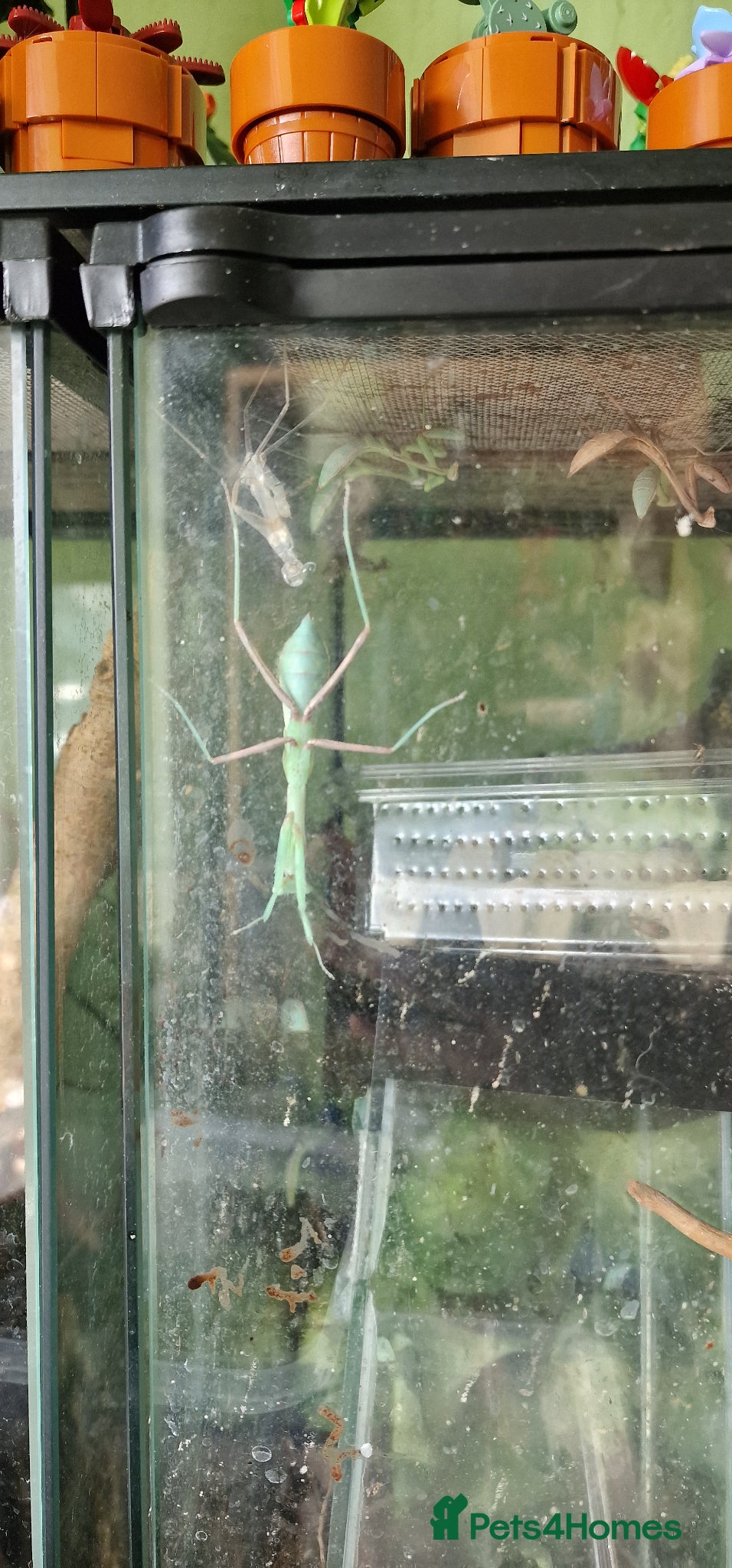 Praying Mantis invertebrates Giant Asian Mantis - Advert 10