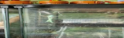 Praying Mantis invertebrates for sale: Giant Asian Mantis in Sutton-in-Ashfield - Advert 1