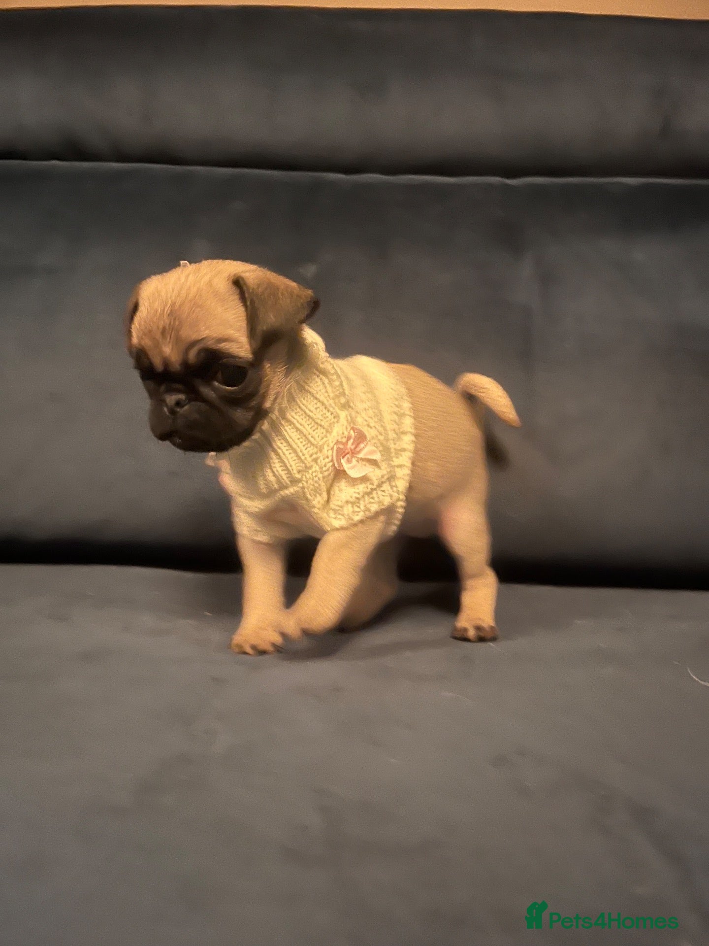 Pug dogs 🐾 Beautiful Pug Puppies   🐾 - Advert 1