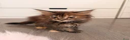 Maine Coon cats for sale: Xl Maine coons for sale  - Advert 9