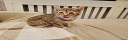 Mixed Breed cats for sale: Sweet female Tabby kitten - Advert 8