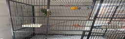 Parrots birds for sale: Indian ring neck parrot - Advert 4