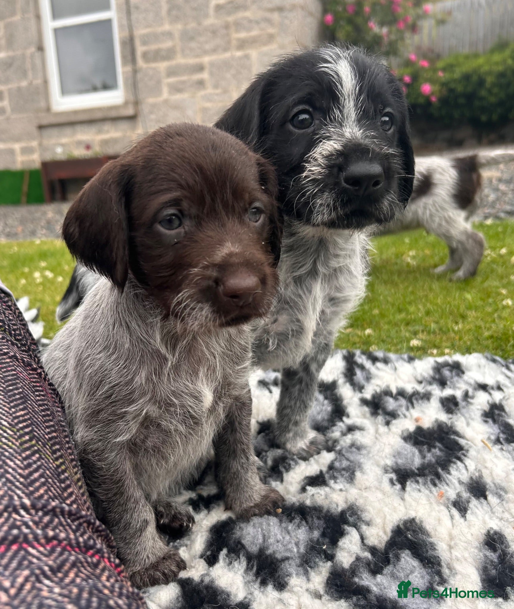 German Wirehaired Pointer dogs German Wirehaired Pointer Puppies - Advert 1