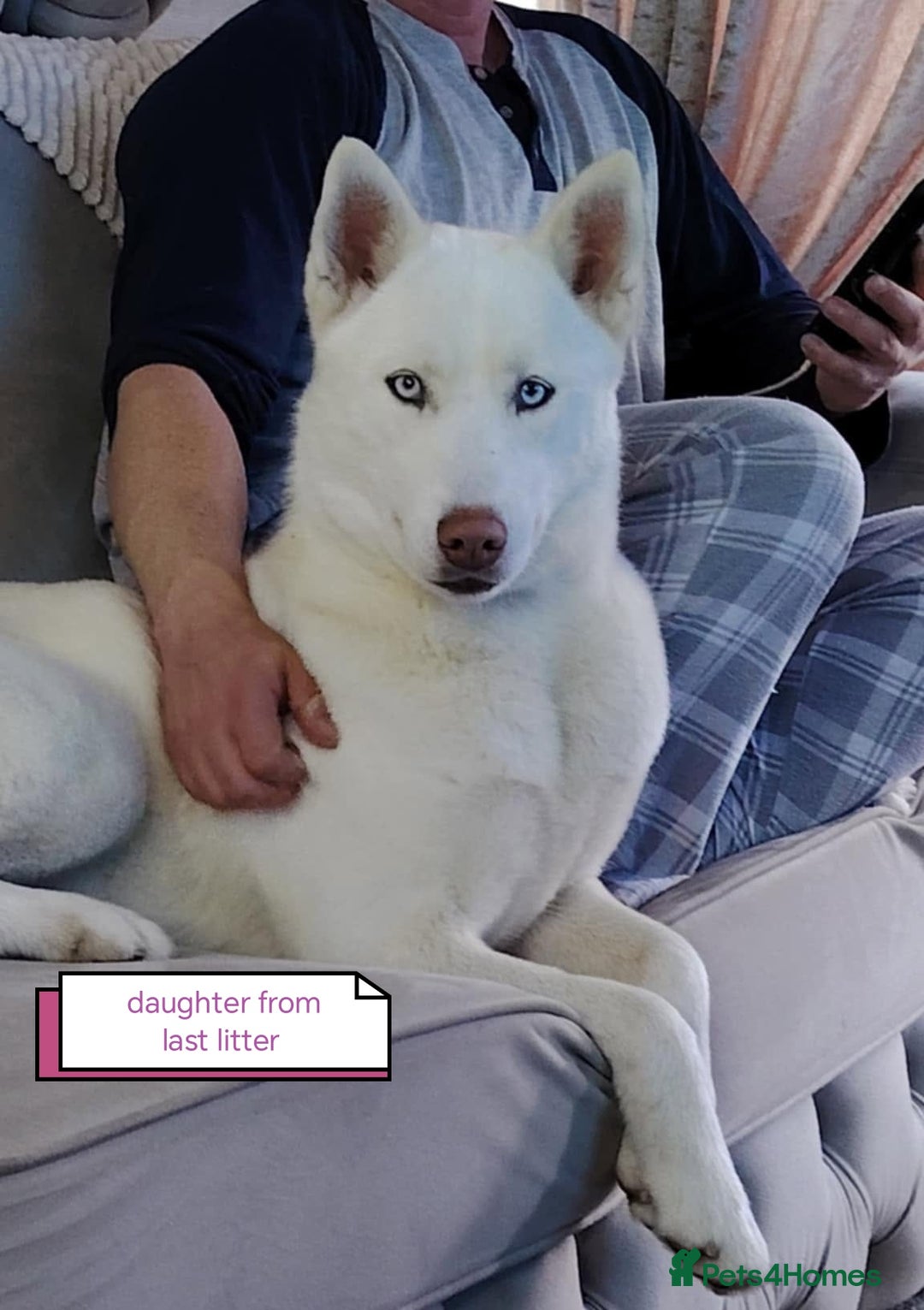 Siberian Husky dogs for sale: Siberian huskys puppys - Image 14