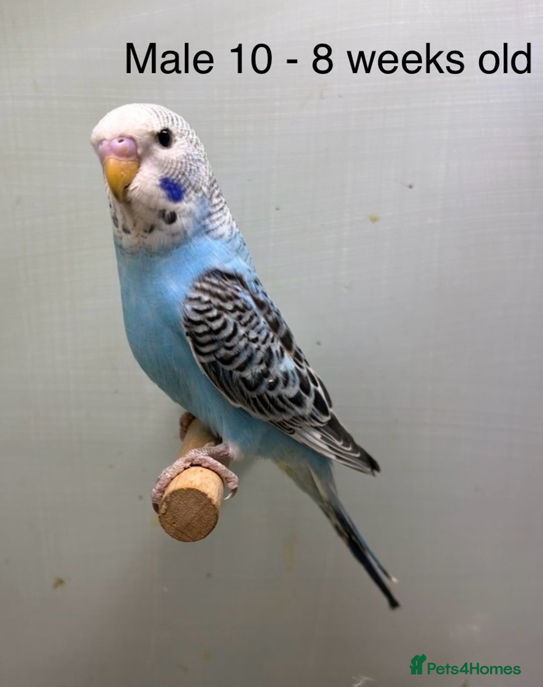 Budgerigars birds for sale: Beautiful baby budgies  - Image 12