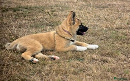 Mixed Breed dogs for sale: Beautiful Malamute x akita puppies  - Image 3