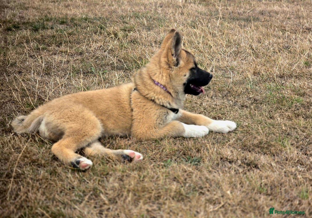 Mixed Breed dogs for sale: Beautiful Malamute x akita puppies  - Image 3