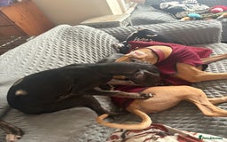 Mixed Breed dogs for sale: Saluki x lurcher/whippet puppies - Image 11