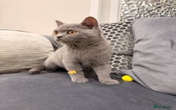 British Shorthair cats for sale: British Shorthair kittens and Mum for sale - Image 11