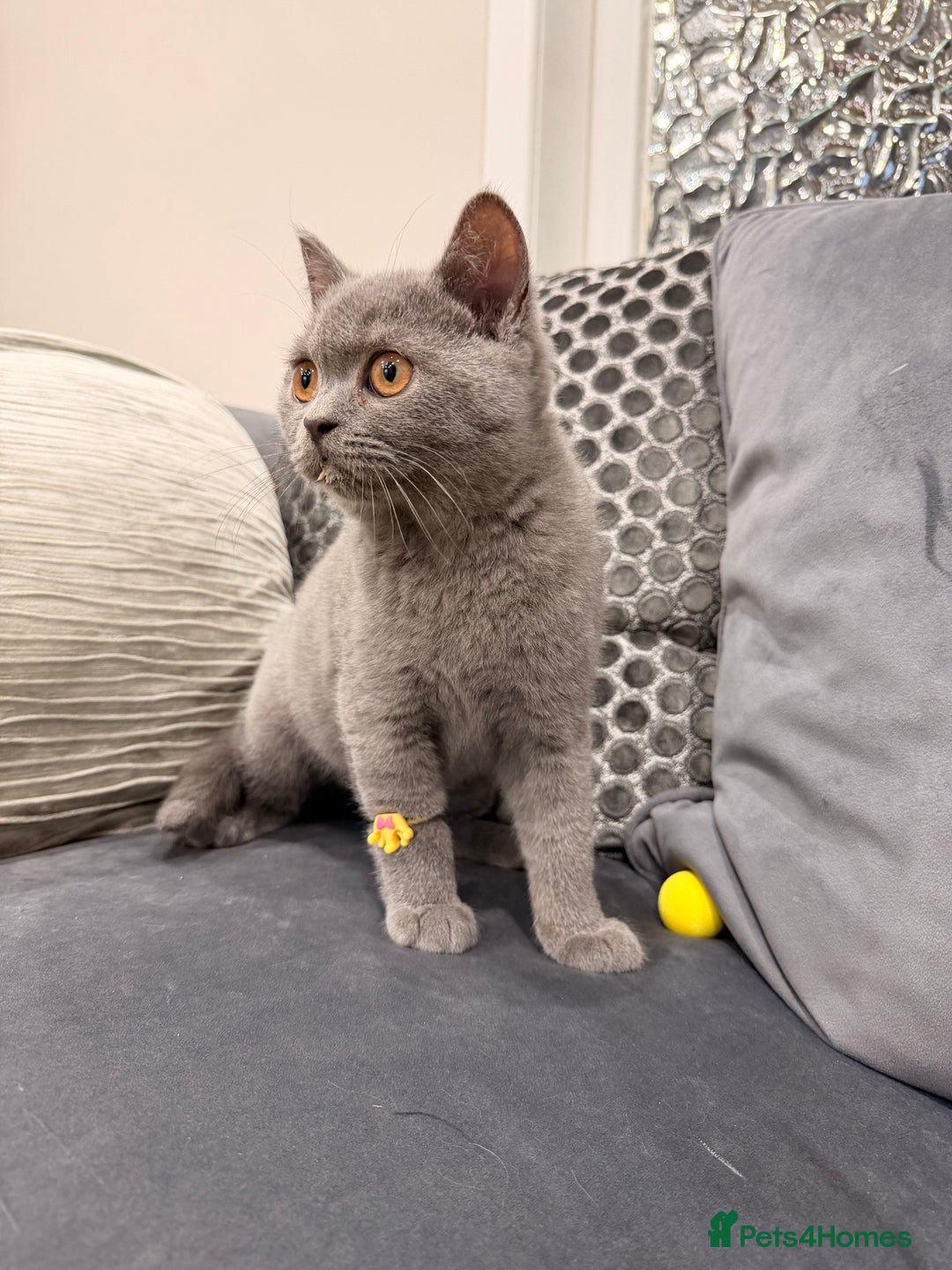 British Shorthair cats for sale: British Shorthair kittens and Mum for sale - Image 11
