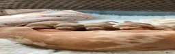 Miniature Dachshund dogs for sale: True KC Reg-Minature Dachshund Pups (Smooth Coat). - Advert 15