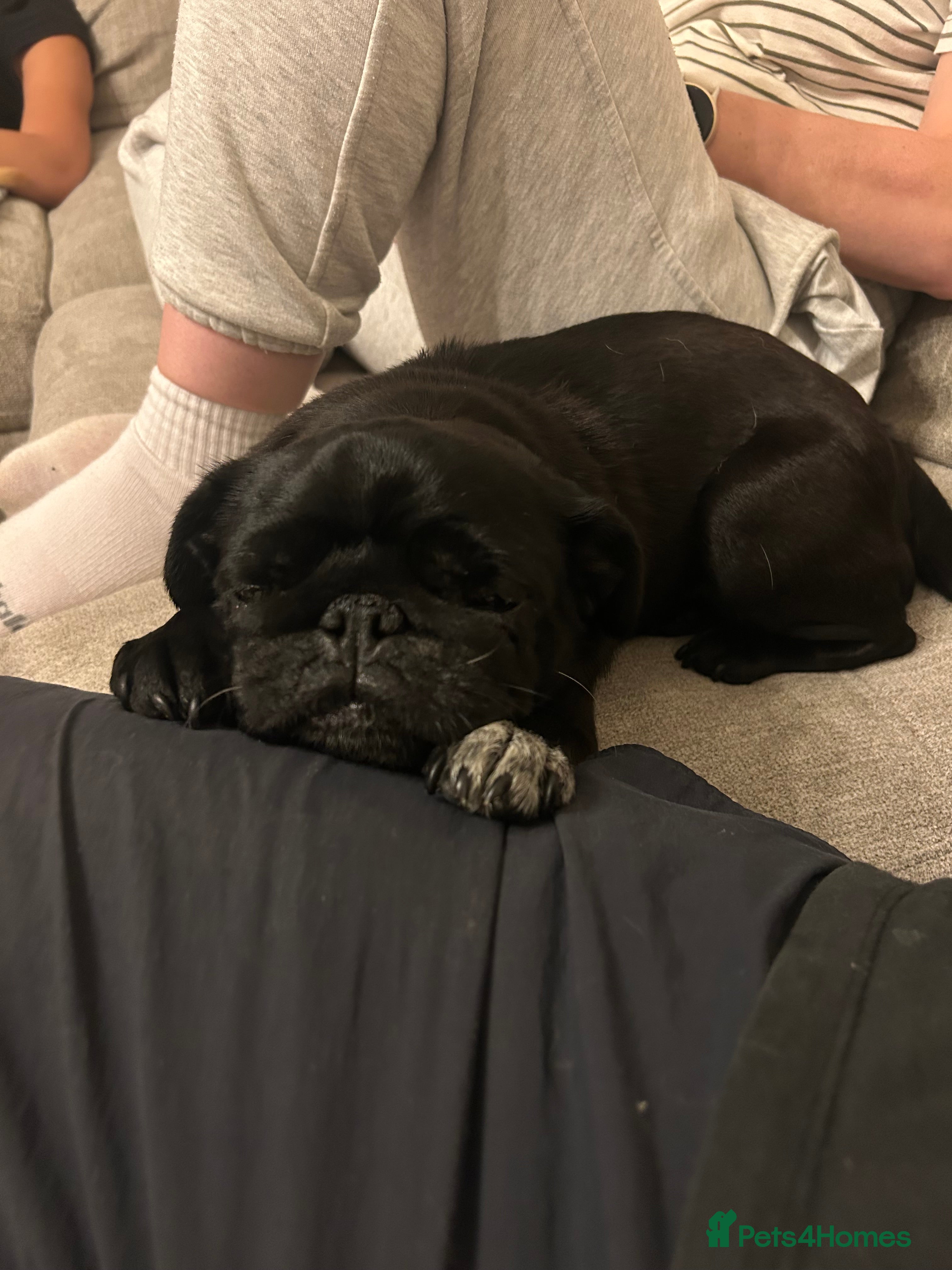 Pug dogs Ruby the pug - Advert 3