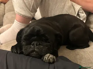 Pug dogs Ruby the pug - Advert 3