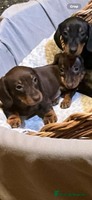 Miniature Dachshund dogs CHOCOLATE AND CREAM GIRL PUPPY - Advert 8