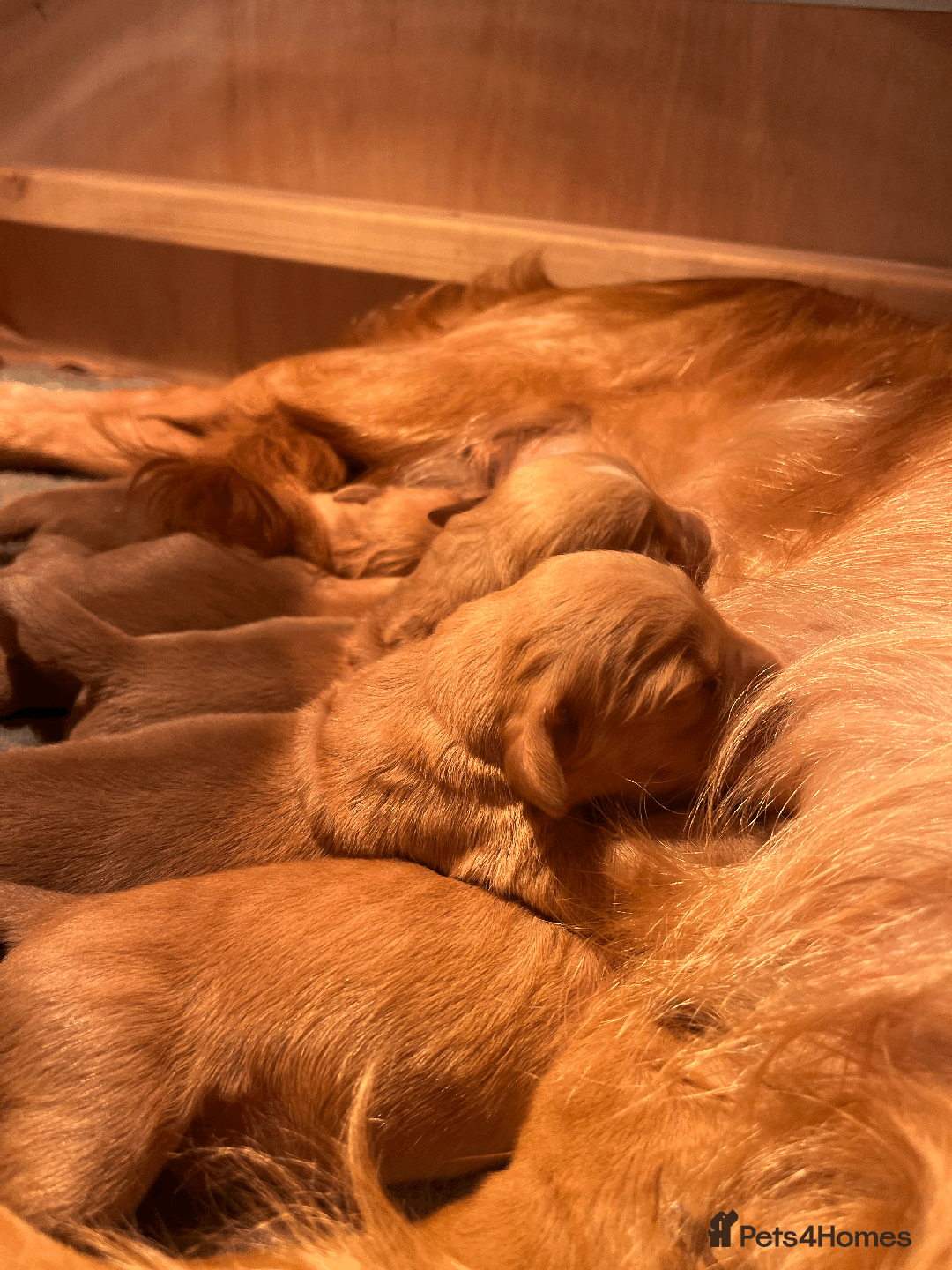 Golden Retriever dogs for sale: Working type golden retriever puppies - Image 3