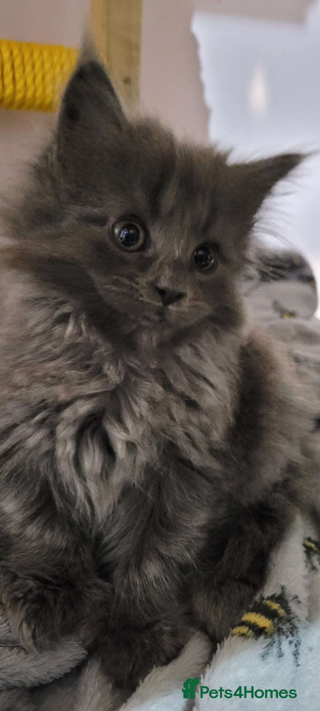 Maine Coon cats for sale: Maine Coon boy  - Advert 6