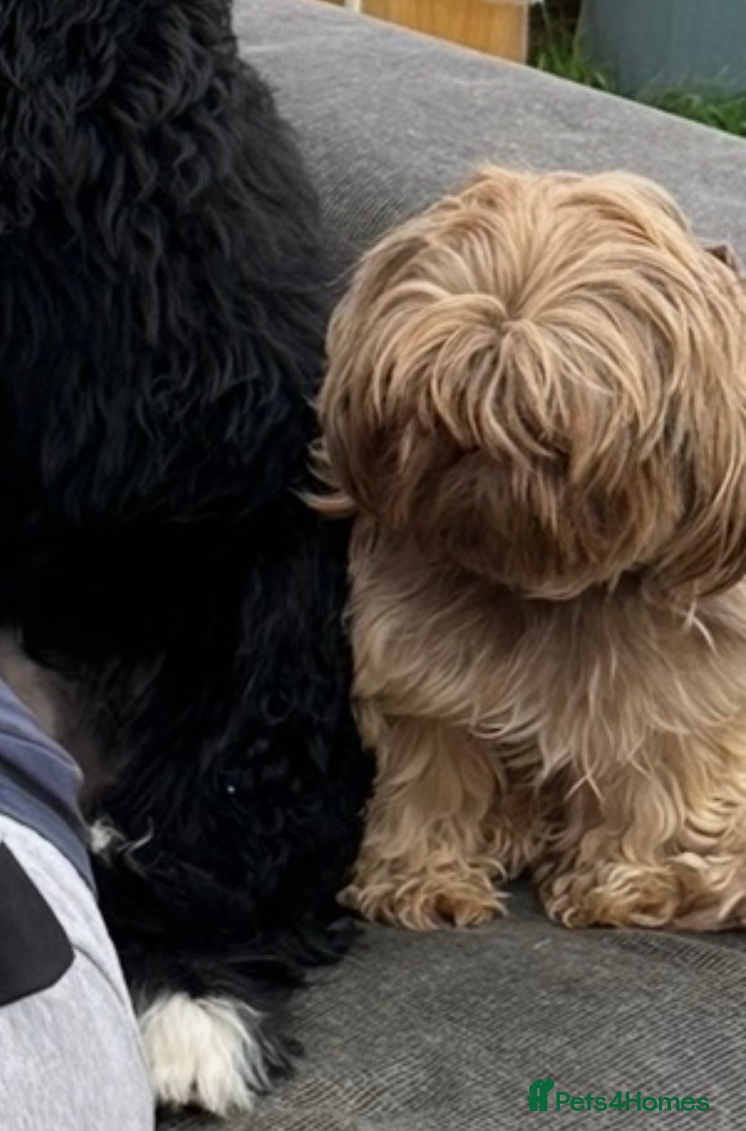 Shih Tzu dogs for sale: Shih Tzu Girl - Advert 5