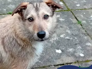Mixed Breed dogs Meet Bitsy, currently residing in Wrexham - Advert 1