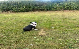 Bull Terrier dogs for sale: KC 12 week puppy  - Image 4