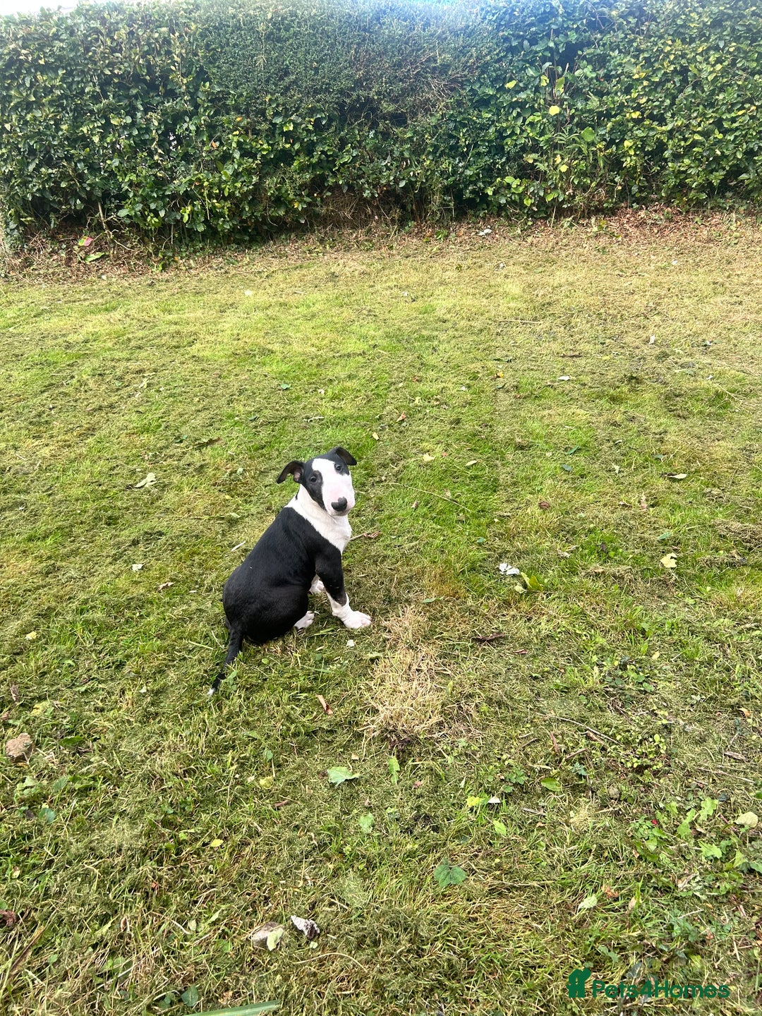 Bull Terrier dogs for sale: KC 12 week puppy  - Image 4