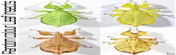 Stick Insects invertebrates for sale: Two mixed colour nymphs Leaf Stick insects - Advert 1