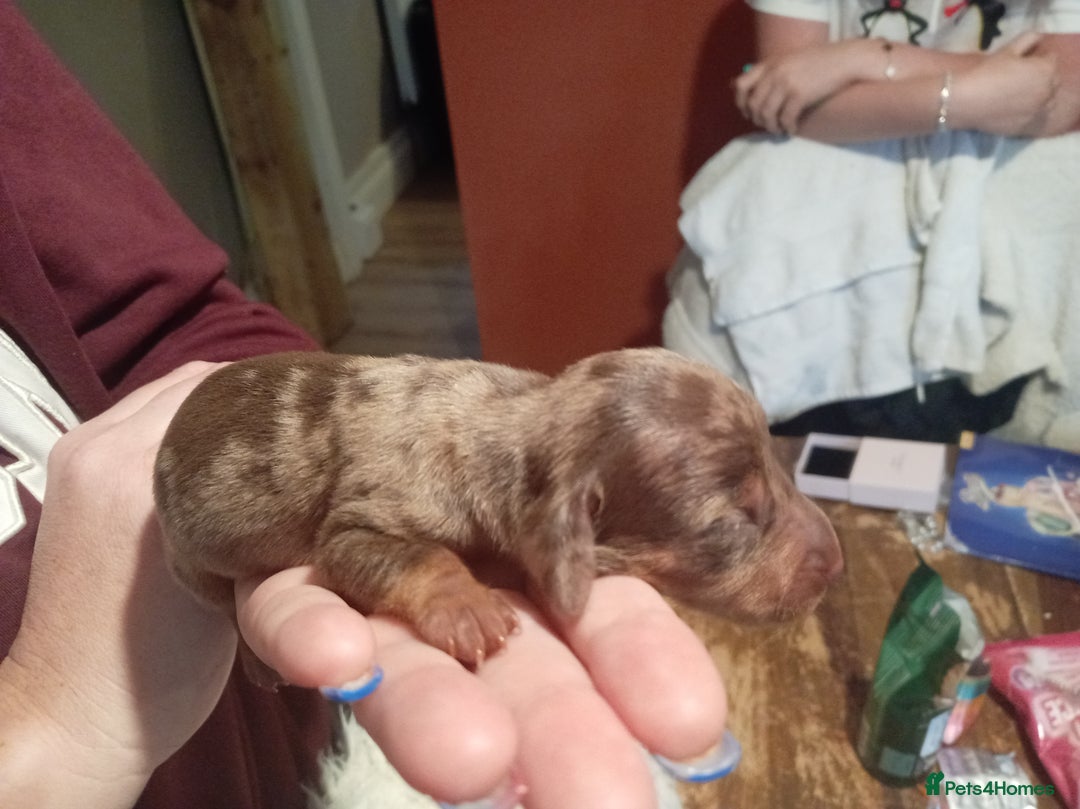 Dachshund dogs for sale: Daushund puppies  - Advert 18