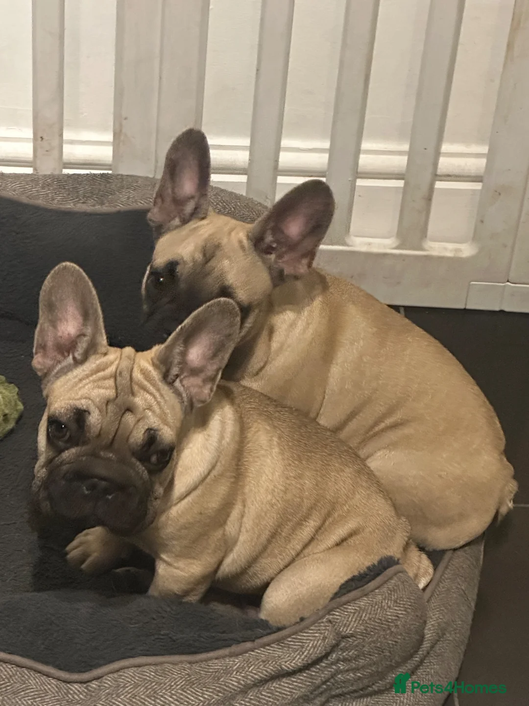 French Bulldog dogs for sale: Female fawn coat and a black mask. - Advert 2