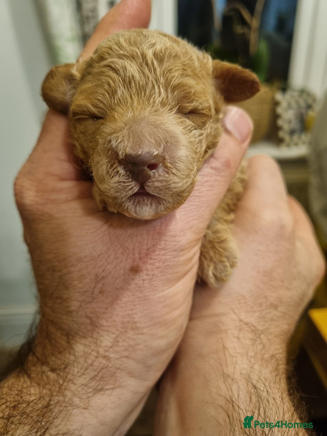 Toy Poodle dogs for sale: Toy poodle puppy - Advert 20