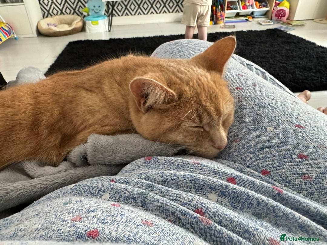 British Shorthair cats for sale: 2 female adult cats  - Advert 4