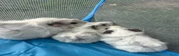 Guinea Pig rodents for sale: Adorable guinea pigs - Advert 5