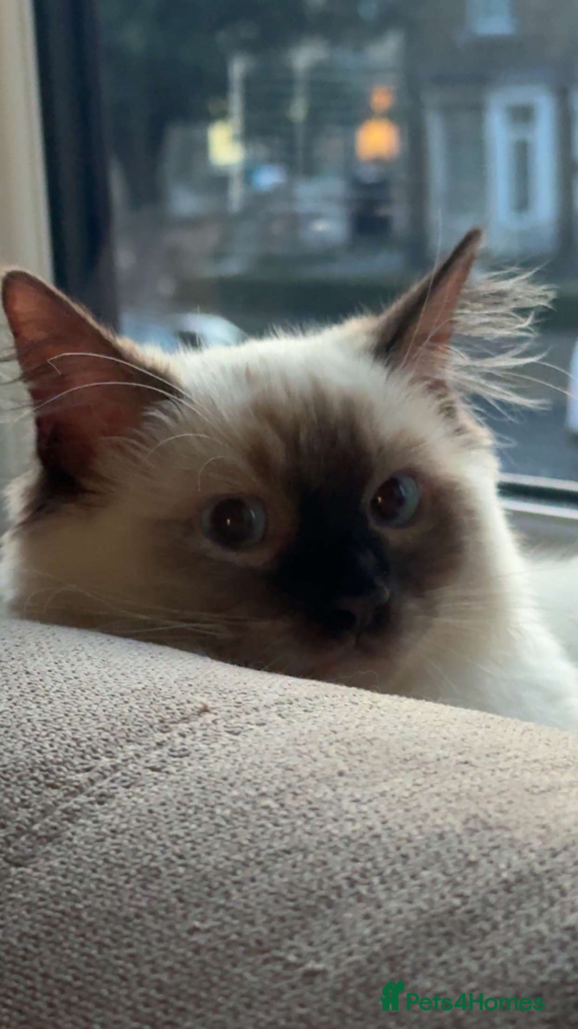 Ragdoll cats Ragdoll - Advert 1