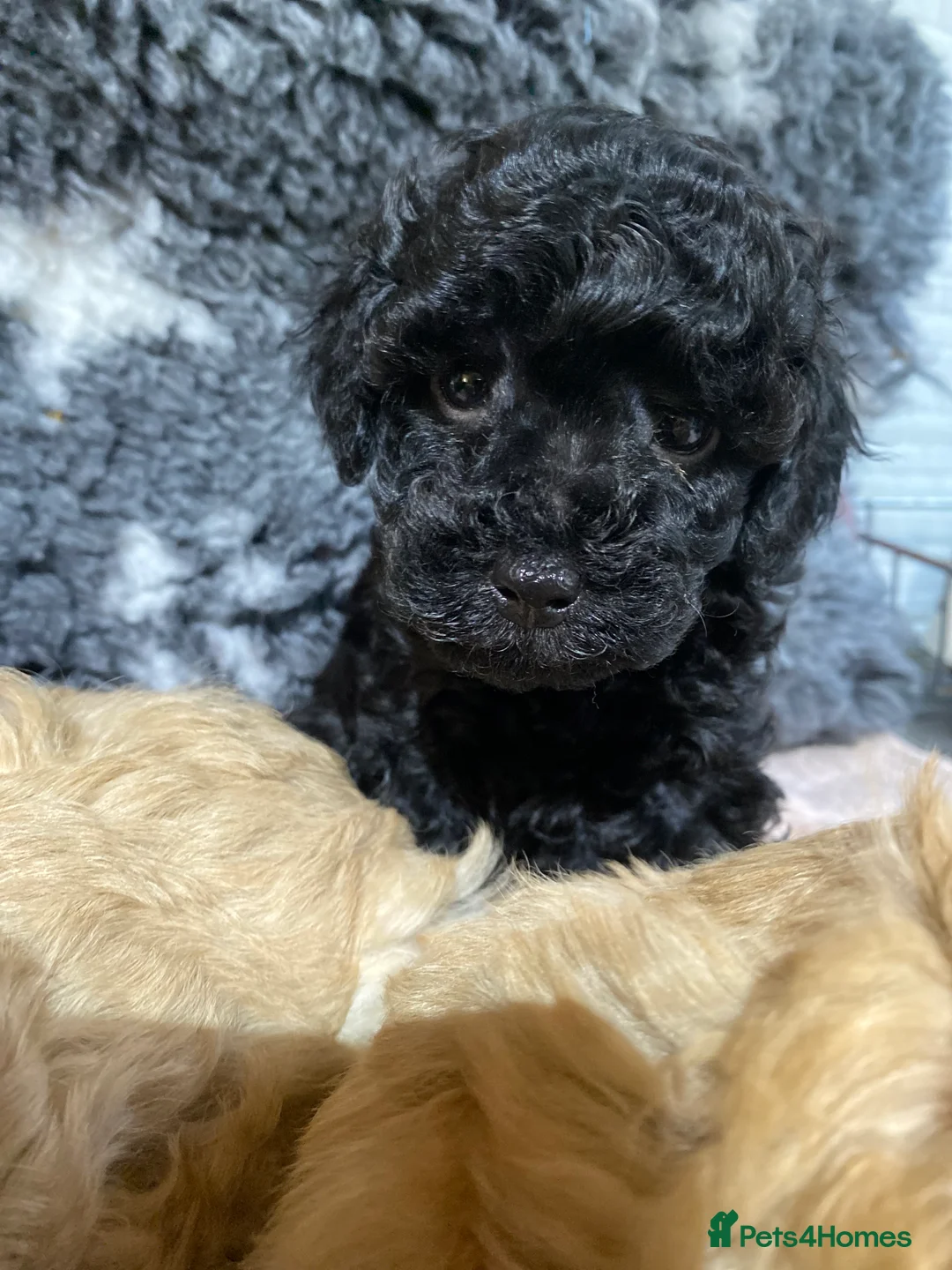 Toy Poodle dogs for sale: Toy Poodles KC Registered Health Tested Parents - Advert 20
