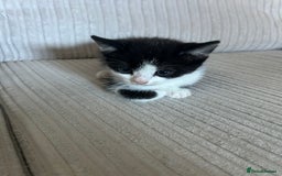 Domestic Shorthair cats for sale: Kittens looking for their forever home  - Image 4