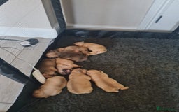 French Bulldog dogs for sale: French Bulldog puppies - Image 3