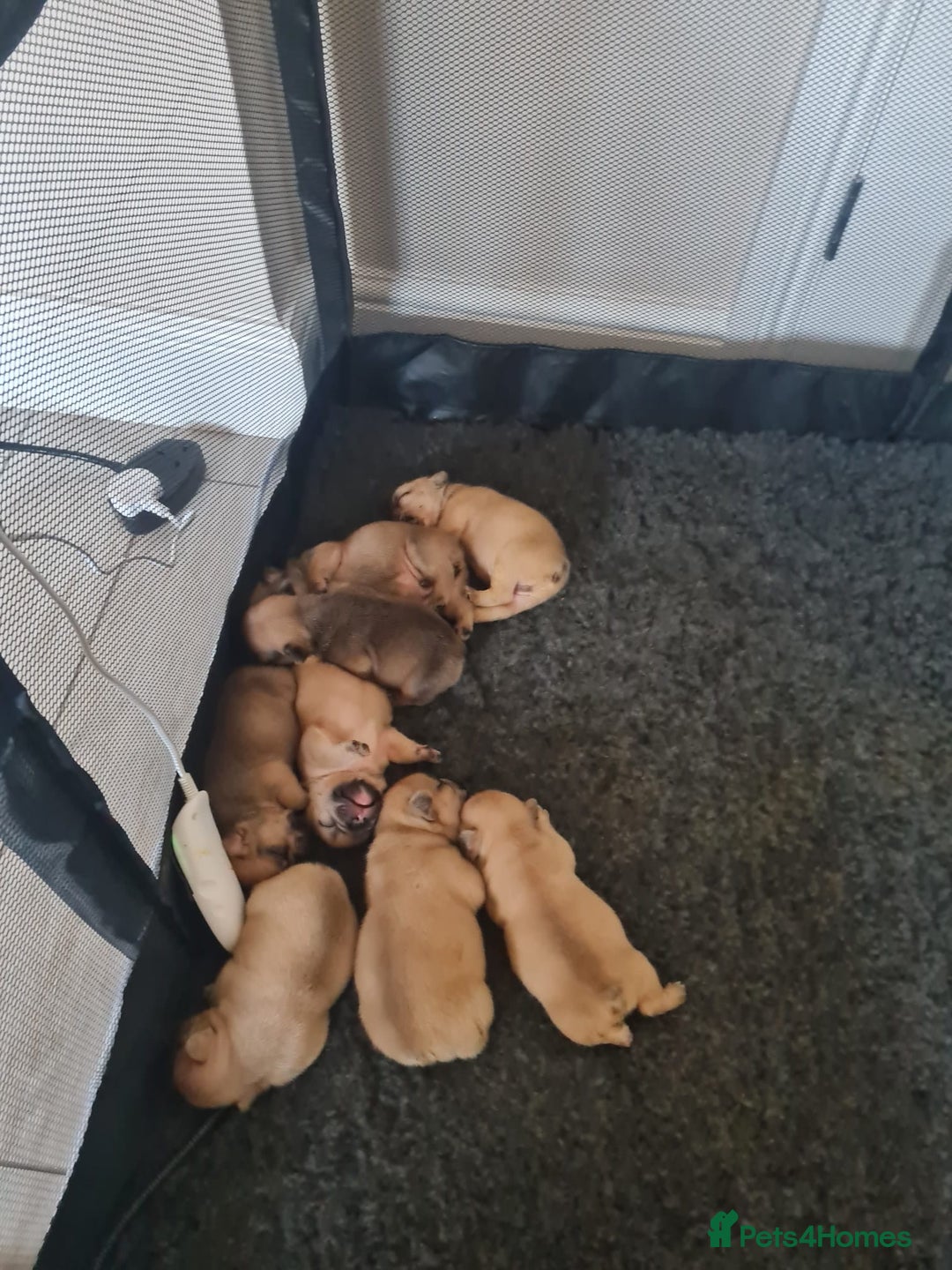 French Bulldog dogs for sale: French Bulldog puppies - Image 3